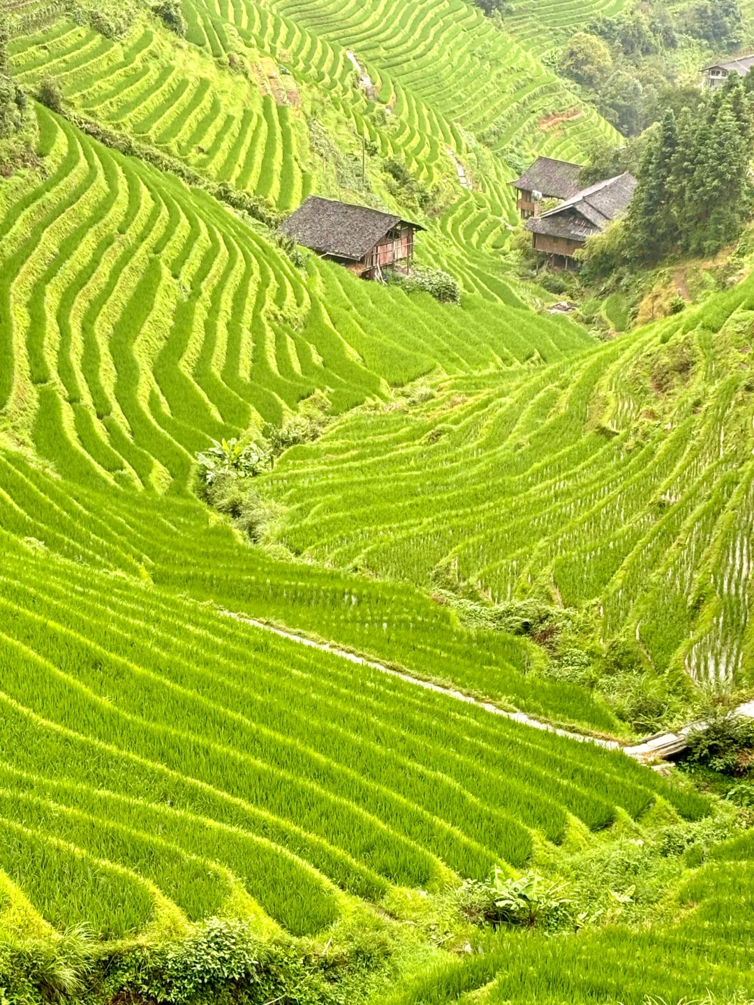 4 Days Guilin - Longsheng Rice Terraces - Yangshuo