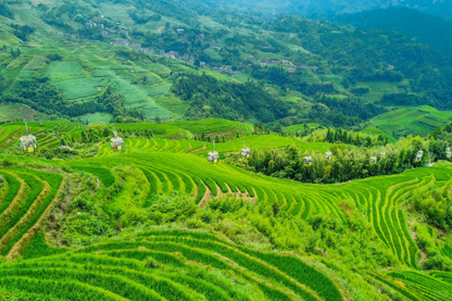 4 Days Guilin - Longsheng Rice Terraces - Yangshuo